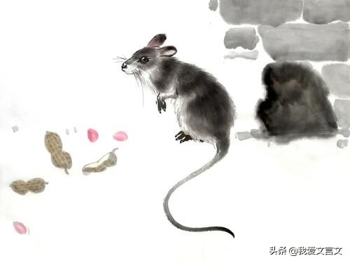 越人溺鼠经典文言文赏析,越人溺鼠文言文的寓意