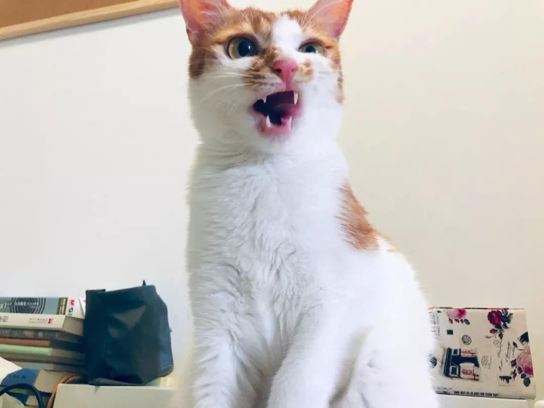 先天单侧肾脏的猫咪需要注意什么,猫咪吃药导致肾脏出问题怎么办