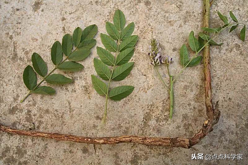 10岁孩子可以吃甘草片止咳吗 (甘草片配什么中成药止咳效果好)