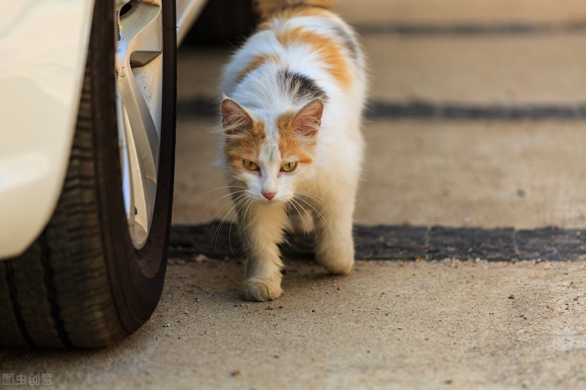 猫咪眼睛周围掉毛,猫咪掉毛怎么清洁家里卫生