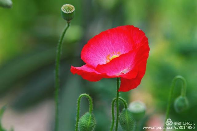 大美新蔡生态水城,大美新蔡等你来