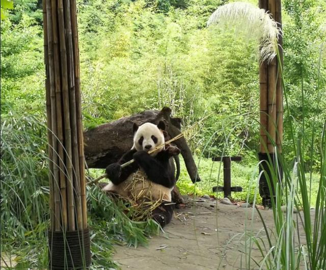 拼车去*藏西**，看功夫熊猫都江堰，导游带进购物店，让躺在床上体验