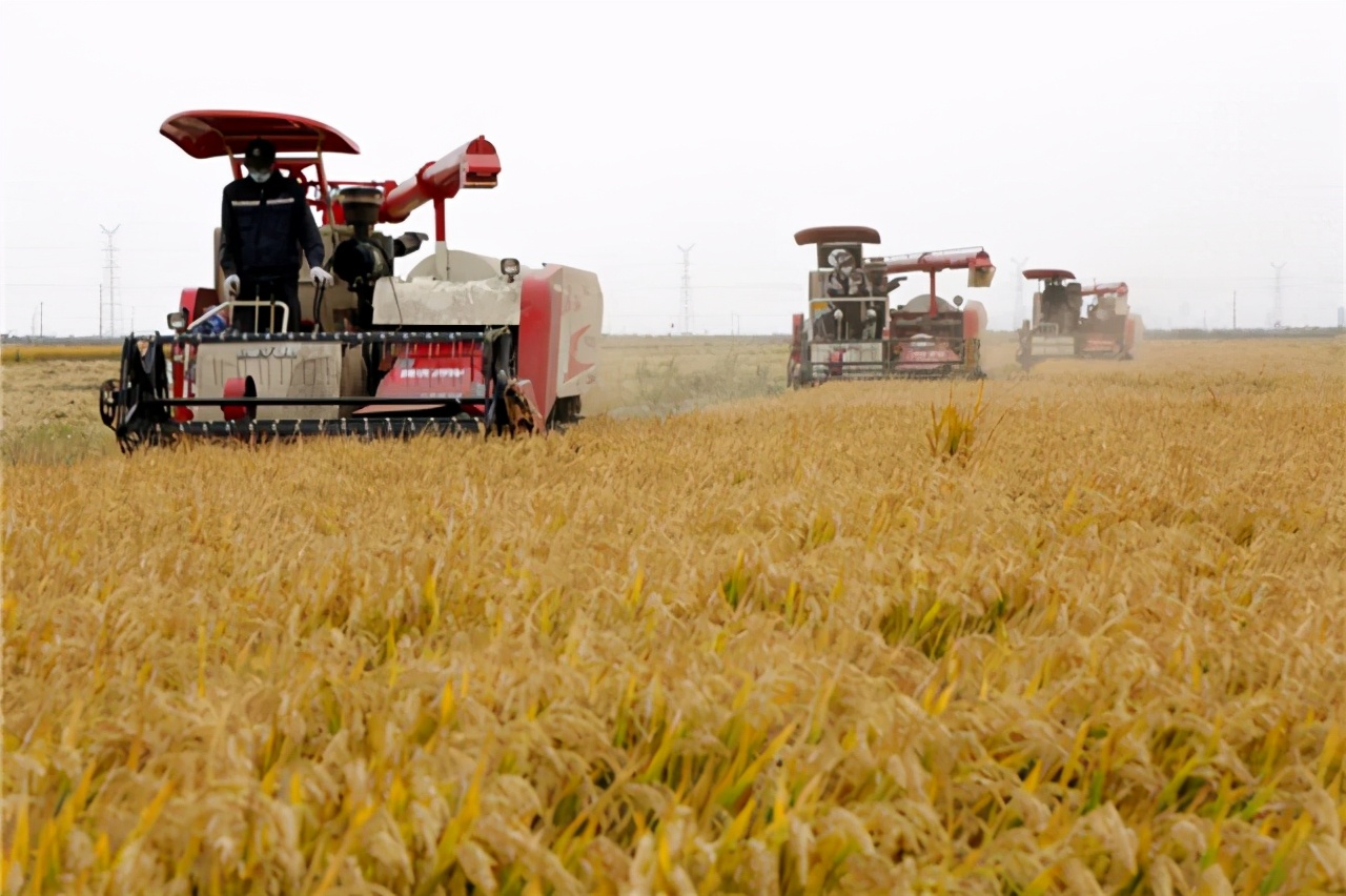 美国操控粮食价格,美国4大粮商与中国打粮食战