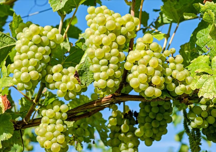 六种食物对孩子危险,十种危险的食物孩子吃了会变傻