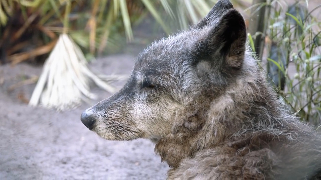 狗狗浑身痒痒总是挠怎么办,狗狗在草地用头蹭地怎么回事