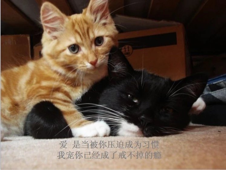 我只想说声爱你,只想再爱你一次