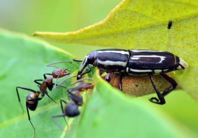海南海里的特产动物,海南特有的珍稀动物