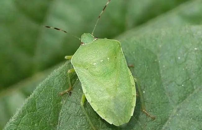 福州林先生家中突然闯入很多“不速之客”，又黑又臭，这到底是啥？