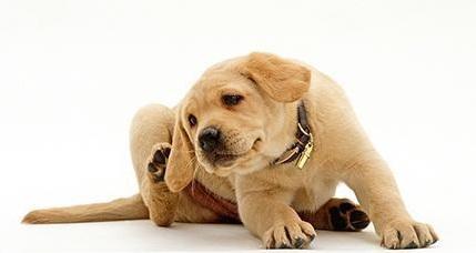 养狗家中常备杀虫药,养狗家庭常备药品你备齐了吗