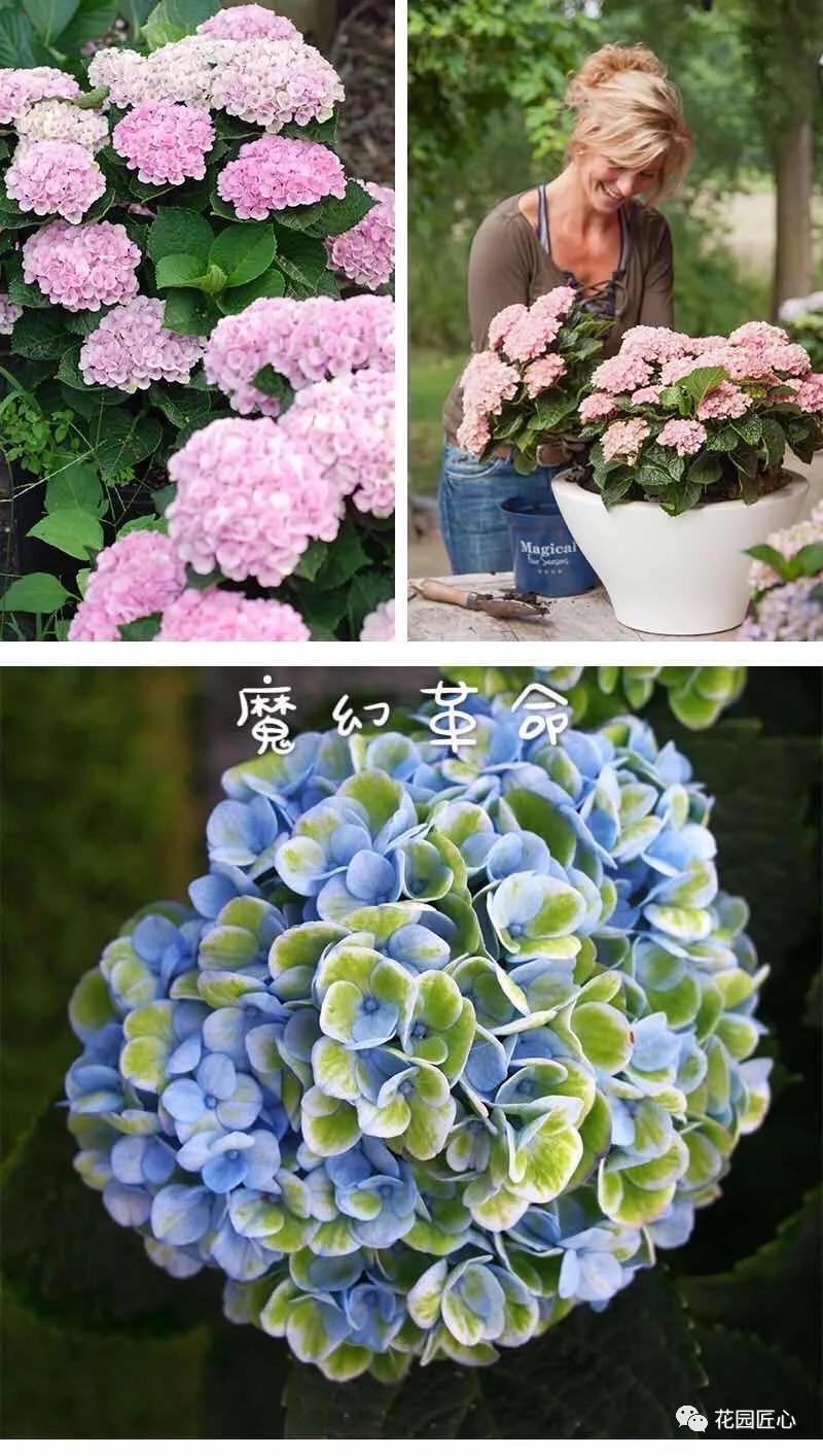 春季绣球叶子发皱怎么回事,夏季绣球老叶子都干枯怎么处理