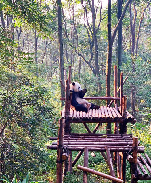 租借到外国的熊猫真的过得好吗,熊猫中国租借熊猫