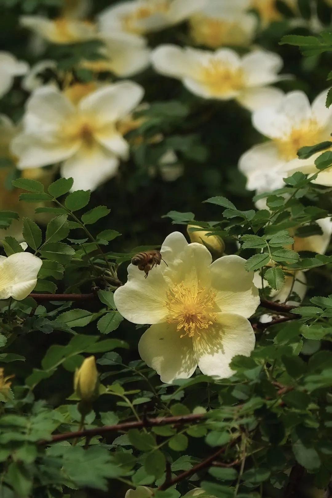 三生三世在古代到底指多少年,三生三世具体是指