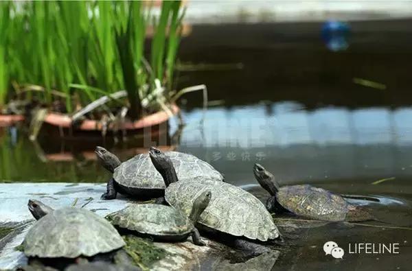 日本石龟饲养视频,石钱龟龟苗