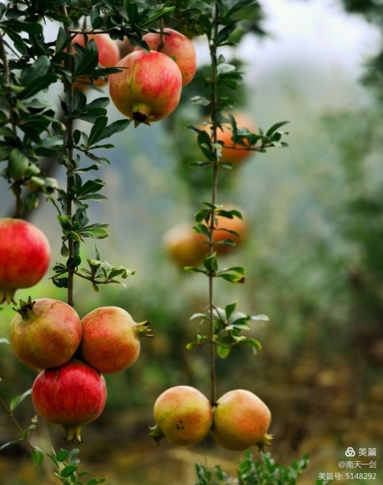 石榴一般几月份熟,石榴怎么判断熟了