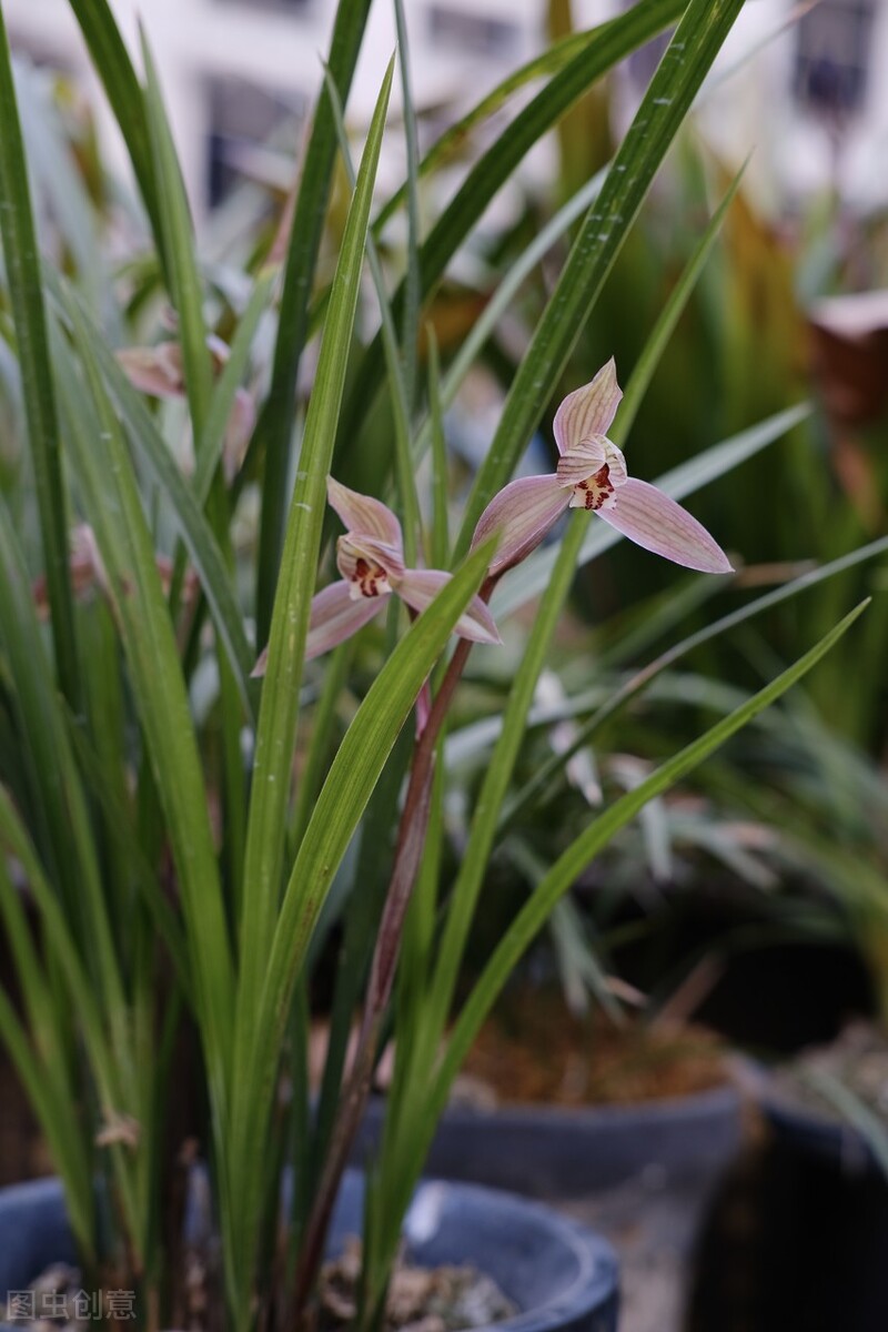 兰花养得好看,兰花养哪种好看还好养