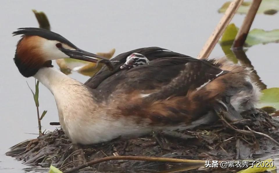 刚出生的鱼宝宝很大,刚生出来的鱼宝宝不怎么动呢