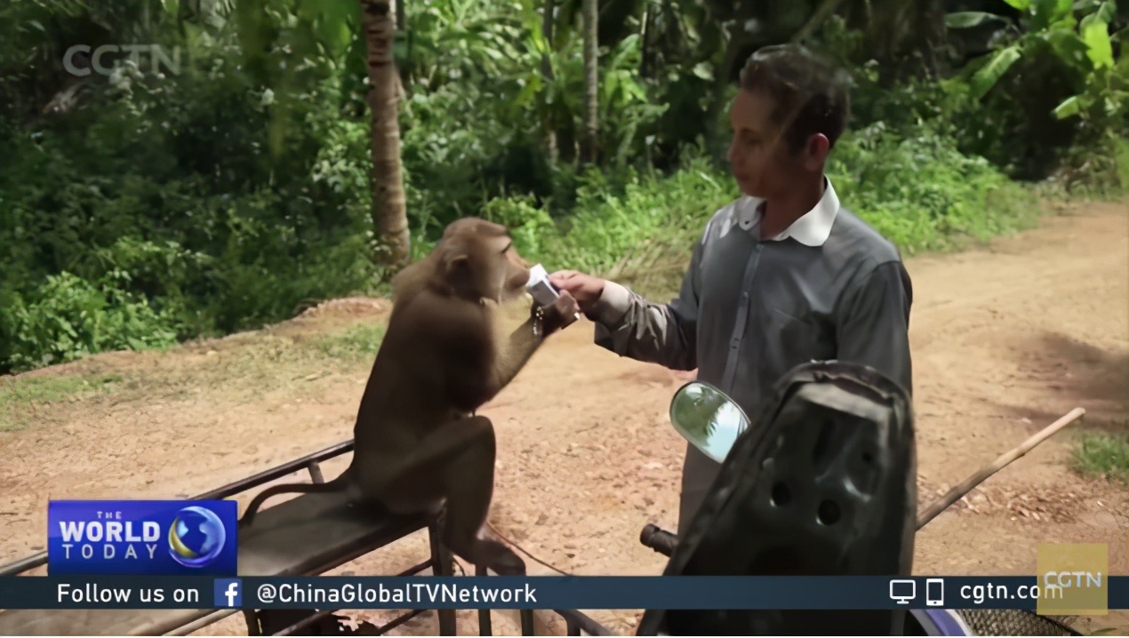 你爱吃的椰子,背后可能有一只泰国“打工猴”血汗故事