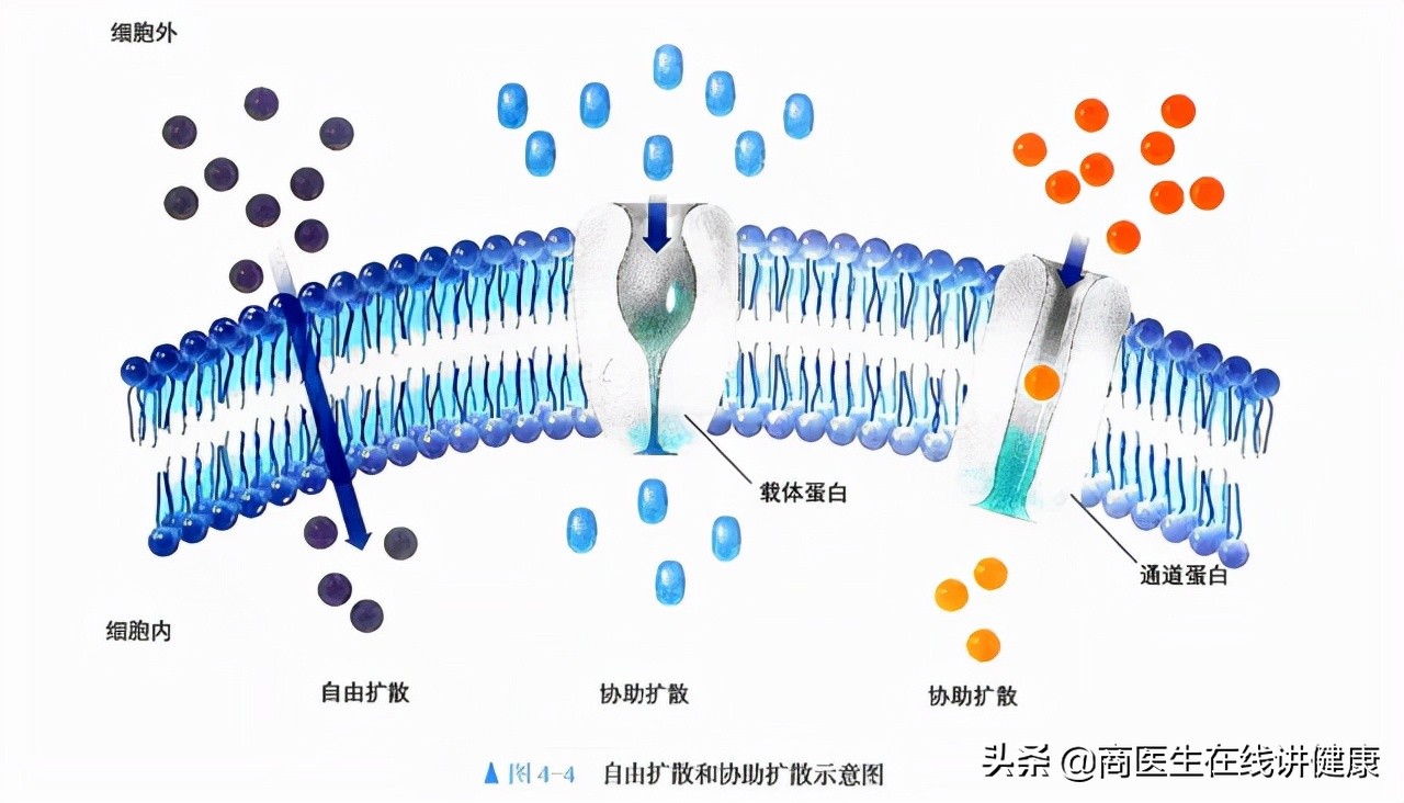 降糖达格列净副作用,一型糖尿病为什么不能用达格列净