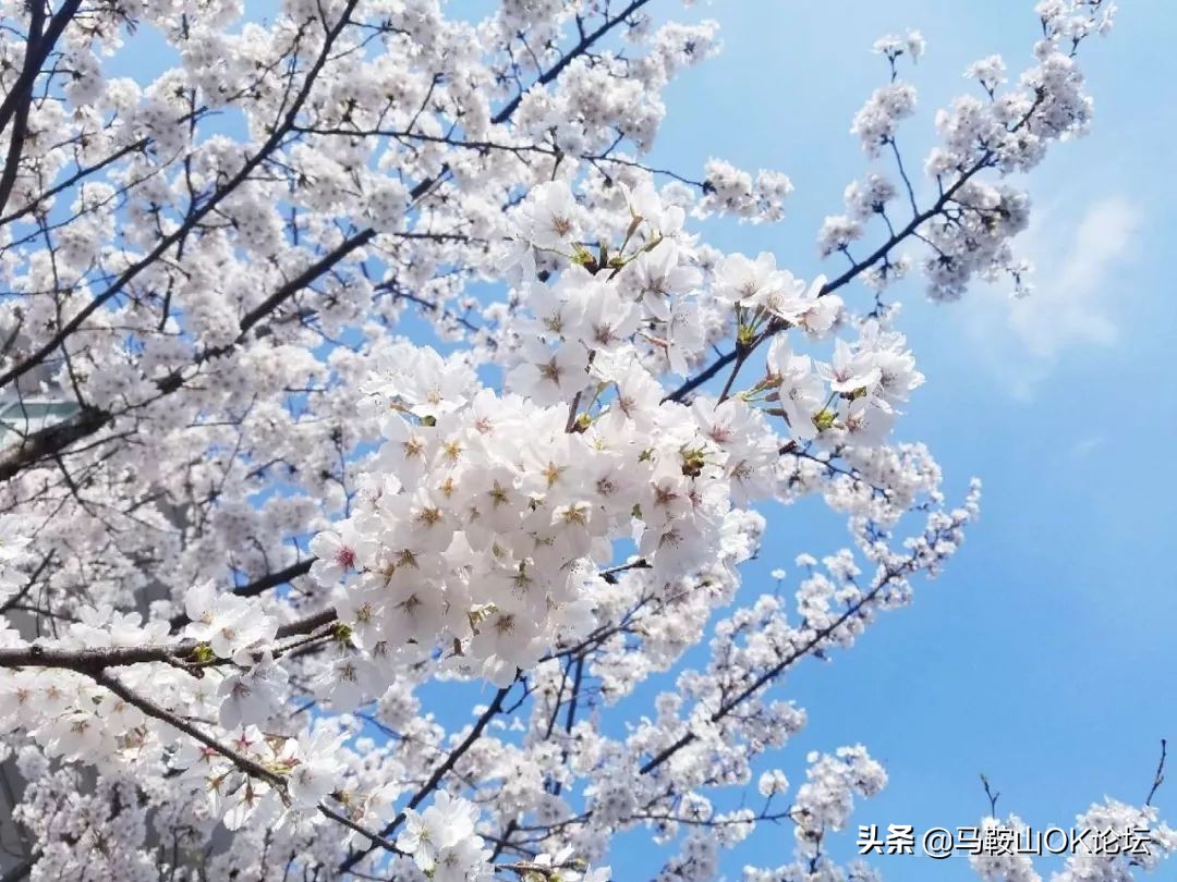 马鞍山滨江公园樱花开了吗,马鞍山雨山樱花