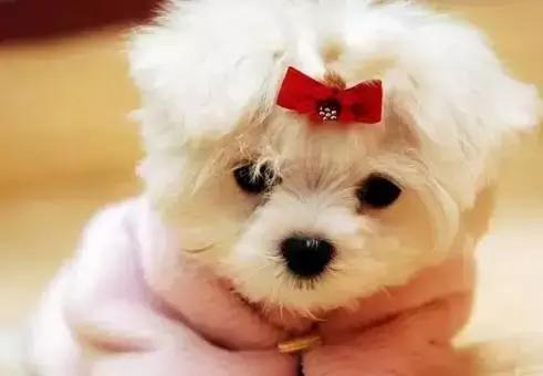 备孕家里的毛孩子怎么办,毛孩子发情期注意事项