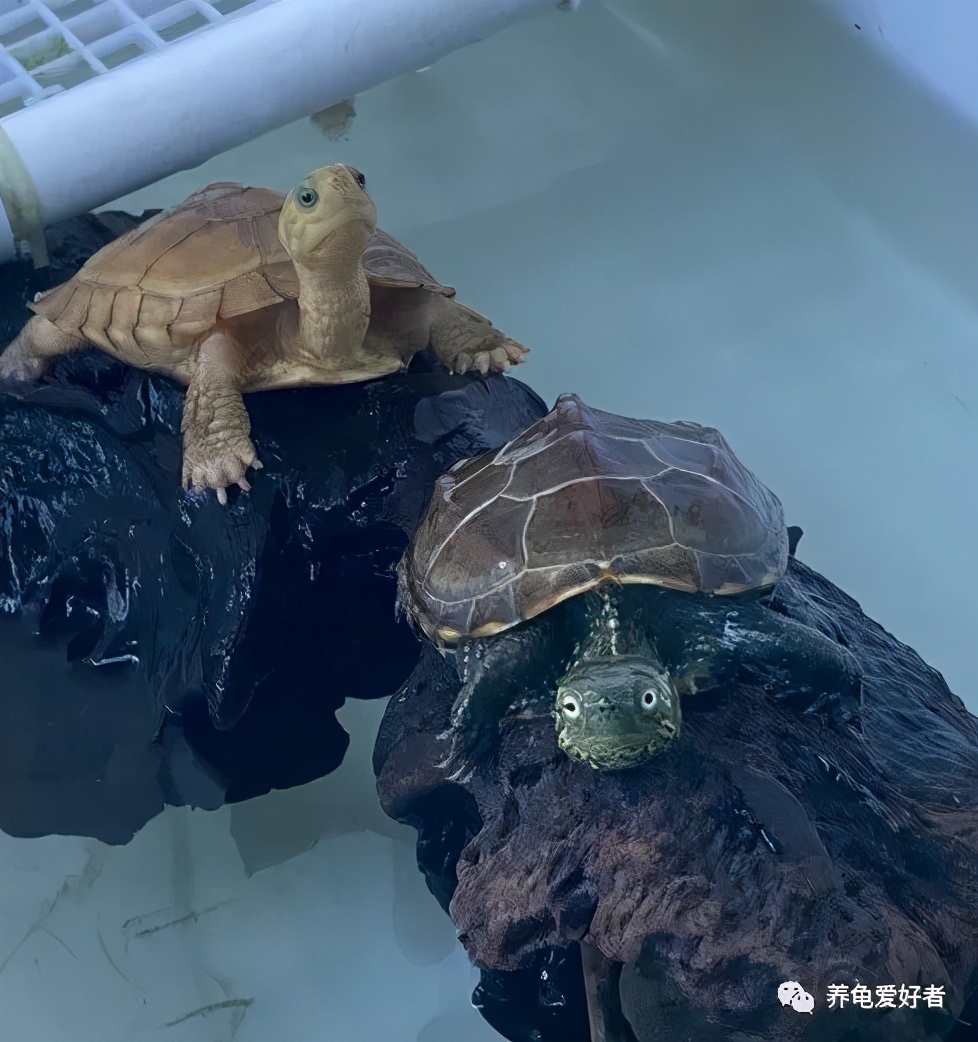 乌龟如果出现抑郁会产生什么反应,龟是会抑郁吗