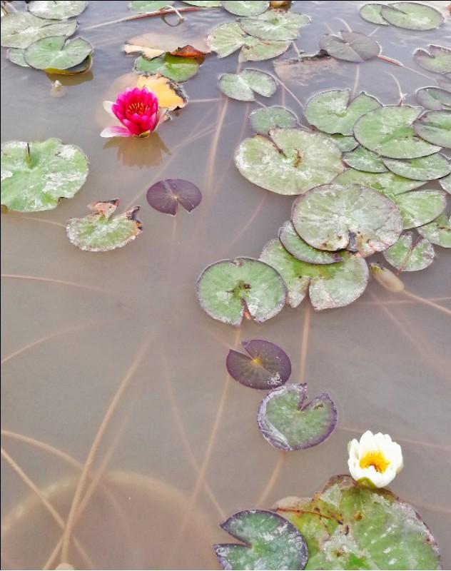 最好养的植物睡莲,盆栽水养植物睡莲