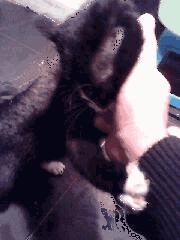 研究表明，养猫有助于缓解孤单和抑郁