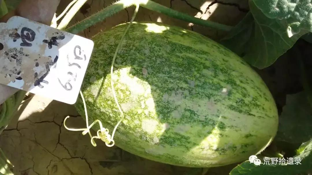 四川适合种植哈密瓜甜瓜品种,甜瓜种植技术新疆哈密瓜
