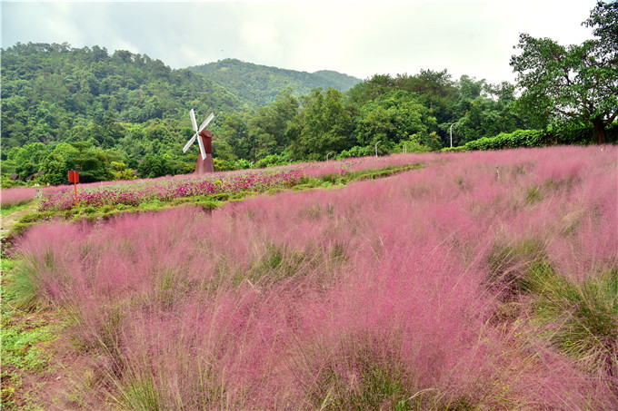 肇庆市粉黛乱子草,肇庆德庆盘龙峡薰衣草