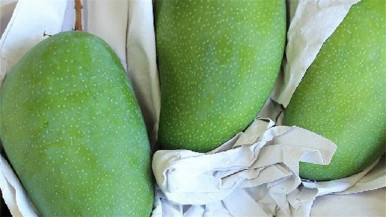 越南青芒大量滞销，都烂在地里果农也不敢采，中国为啥不愿买呢？