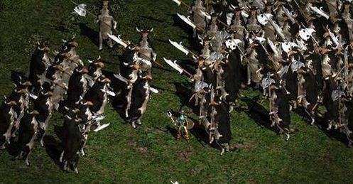 暗黑2秘密奶牛,暗黑2奶牛关无法再次进入