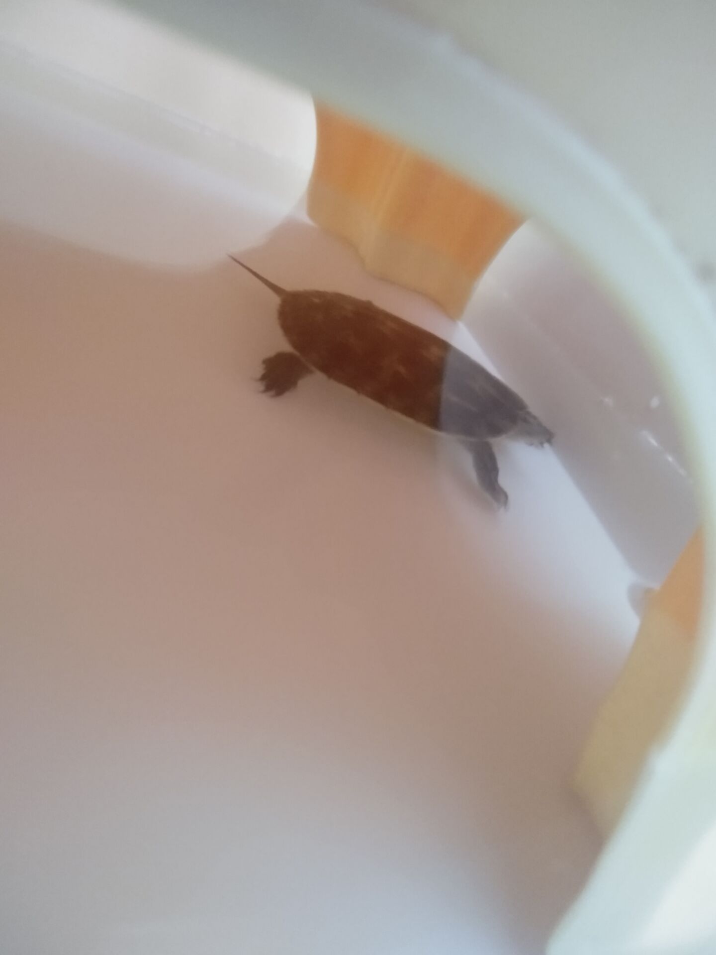 草龟刚到家应激腐皮怎么办,花龟到家静养腐皮