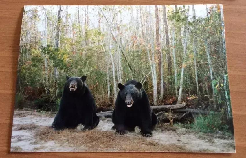 与熊同居28年后神秘死亡，这个女人传奇的一生，隐藏着惊人结局……