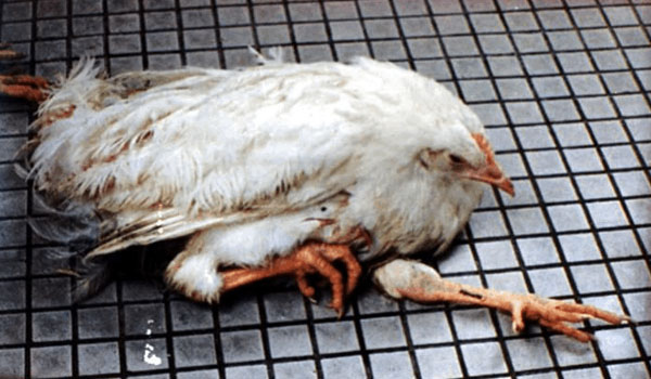 新城疫前期鸡的症状,新城疫鸡病用什么药治疗较快