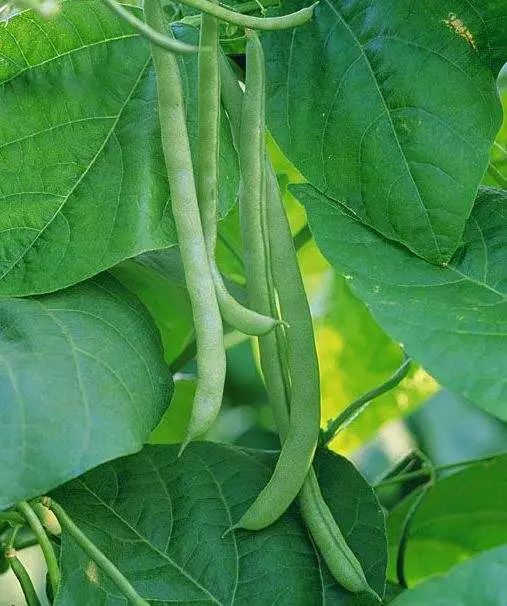 在阳台种植芸豆怎么施肥,家里阳台如何种植芸豆视频