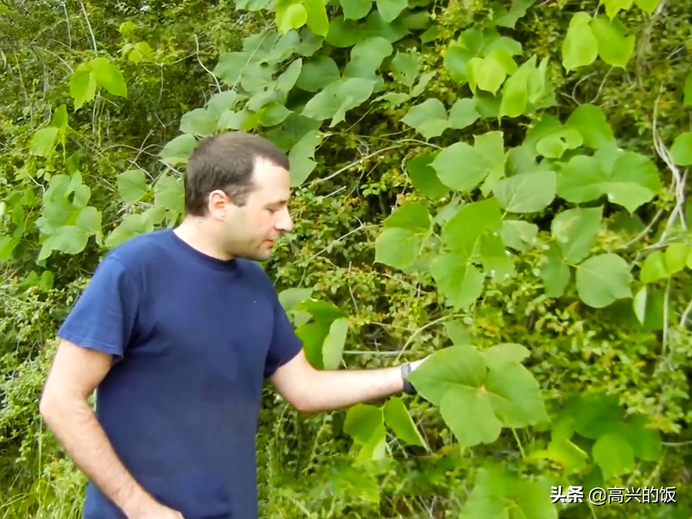 葛根在美国食用,葛根在美国泛滥成灾