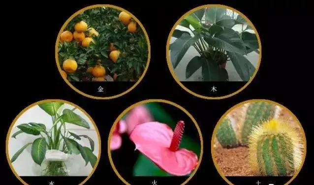 庭院藤蔓植物,庭院爬藤植物