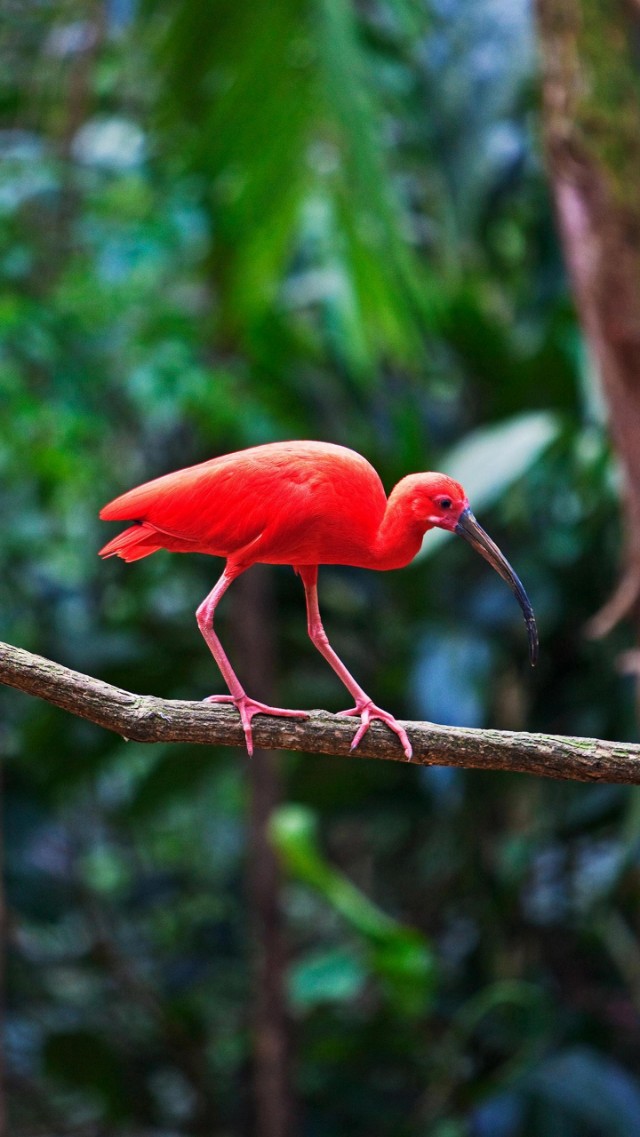 精美二次元壁纸高清,60张绝美壁纸超清