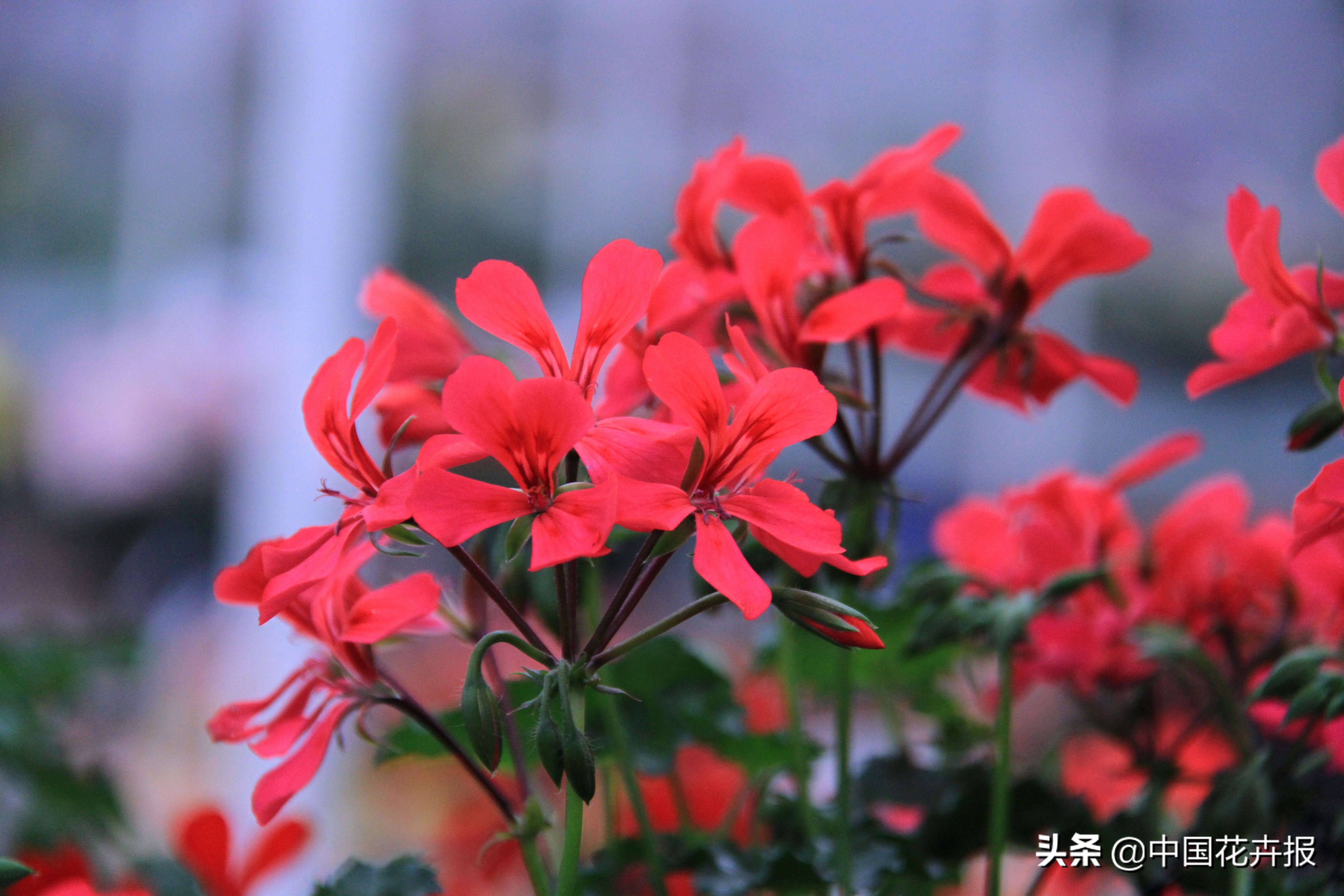 适合花园的花花草草,如何打造四季都有花的花园
