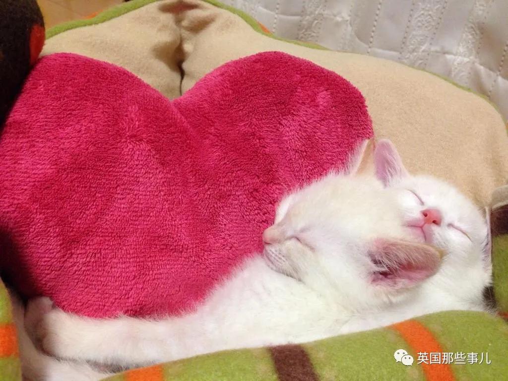 养暹罗猫会得什么病吗,养暹罗猫就像开盲盒