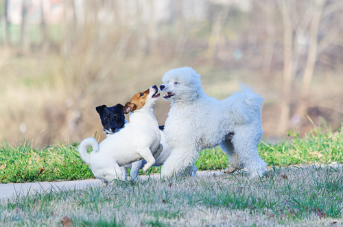 狗狗敏感咬人怎么办,狗狗防止犬吠的办法有哪些