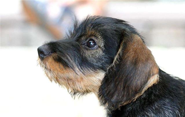 面对狗狗的乳房发炎，你知道该如何解决吗？