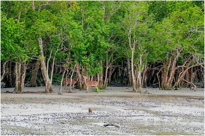 南亚各国别称,南亚各国的历史