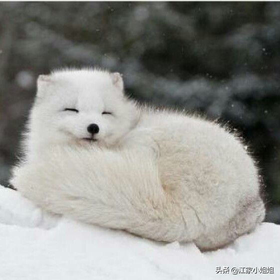 民间志怪故事:灵狐续命