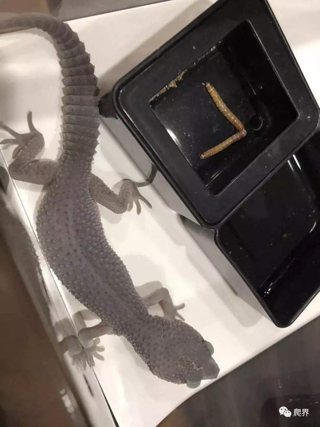 伦敦的爬宠店,隐藏在小区深处的店铺