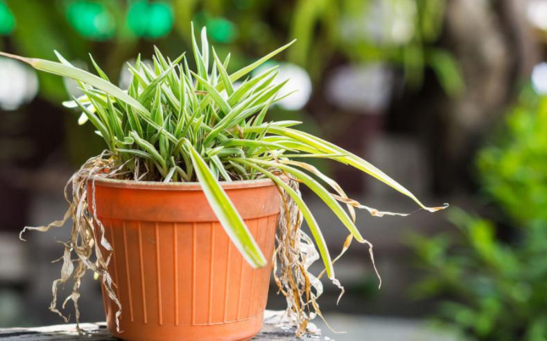 哪些废水可以浇花,生活废水怎么处理后可以浇花