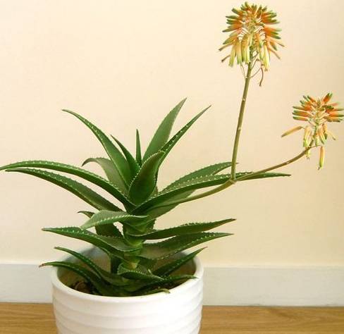 室内吸毒植物大全,七种具有吸毒功能的盆栽植物