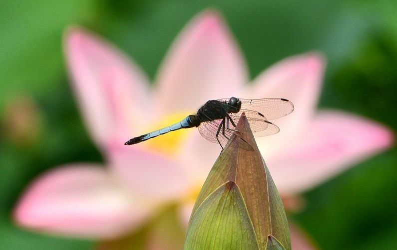 美丽的蜻蜓诗句,描写蜻蜓的诗句古诗大全