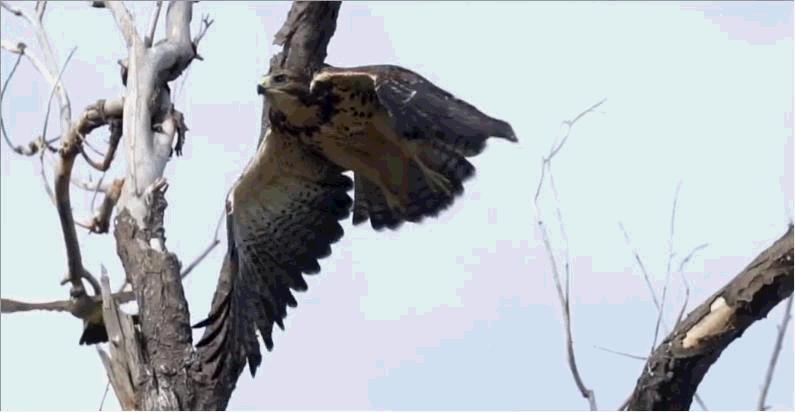 老鹰克星霸王鸟,老鹰最惧怕的必胜鸟