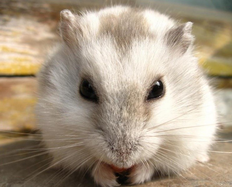 小仙女必备100种萌宠,总有一款适合你的萌宠